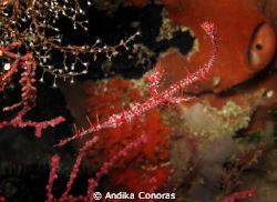 Red Ghost Pipe in camuflated. Maitara Island - North Molu... by Andika Conoras 